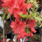 Azalka japonská (Azalea japonica) ´STEWARTSONIANA´ - výška 50-70 cm, kont. C2L - NA KMIENKU